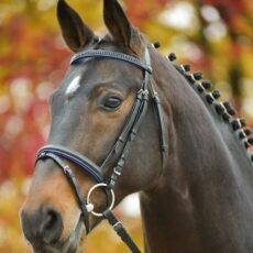 Briglia star con strass