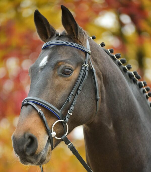 Briglia star con strass