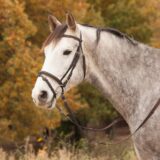 Briglia star con strass - immagine 2