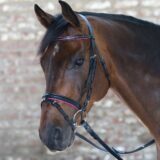 Briglia star con strass - immagine 3