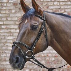 BRIGLIA STAR BASIC