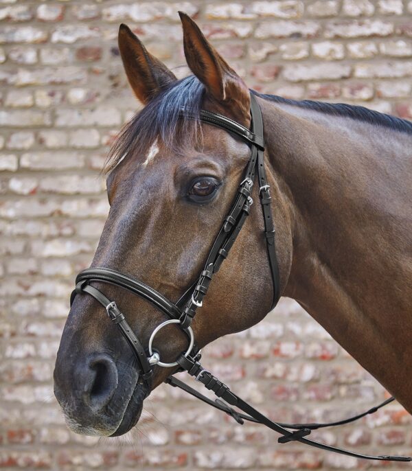 BRIGLIA STAR BASIC