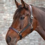 Capezza STAR DIAMOND - immagine 5