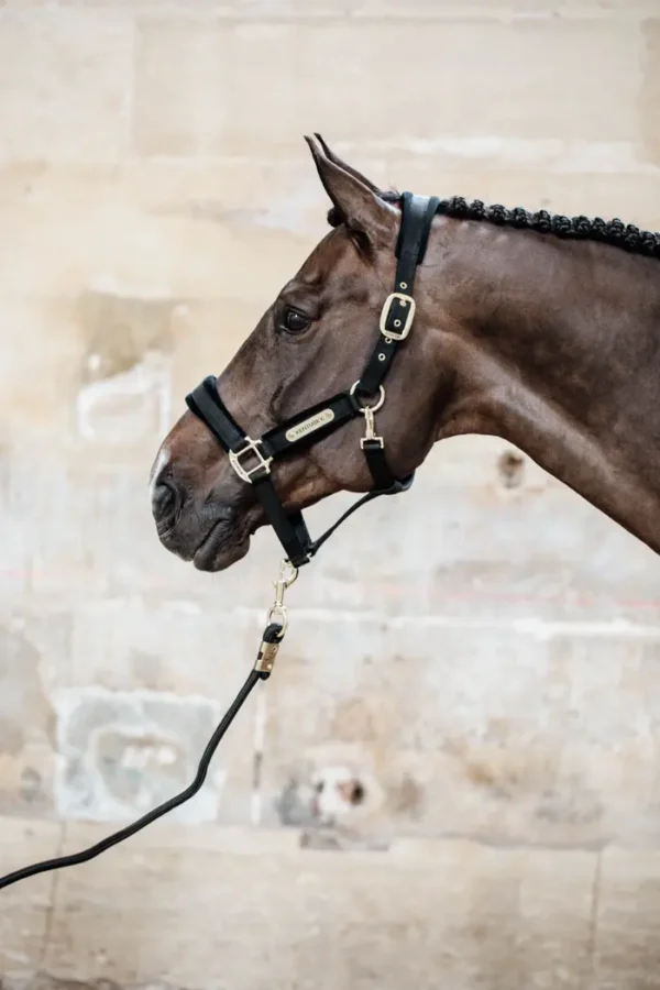 Redine in Corda Basic - immagine 6