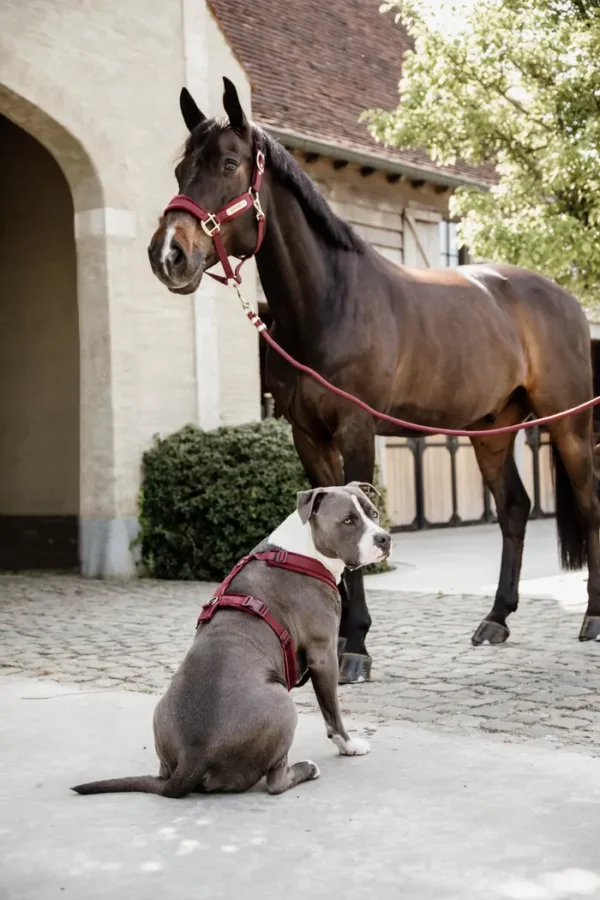 Redine in Corda Basic - immagine 9