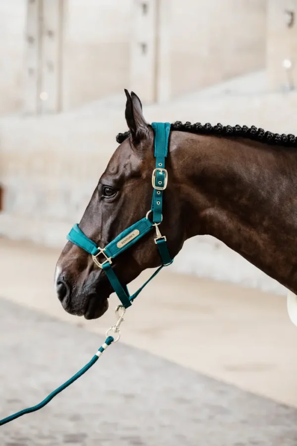 Redine in Corda Basic - immagine 14