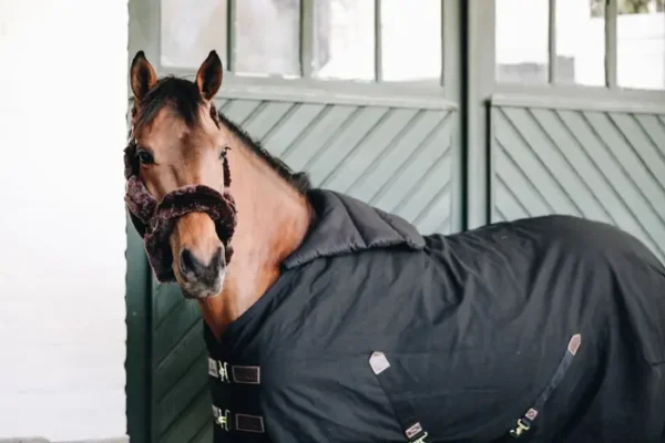 BIB Cavallo Estivo - immagine 5