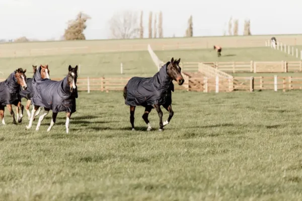 Coperta Turnout in Pile con collo 150g - immagine 6