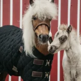 Kentucky Stable Rug 400g - immagine 22