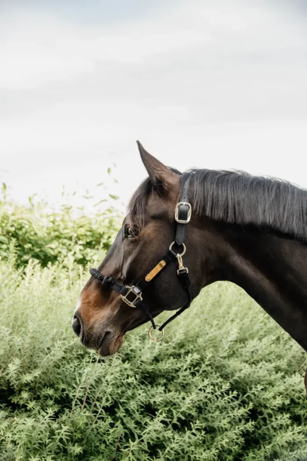 Control Halter - immagine 3