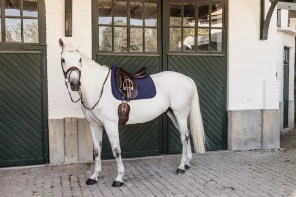 Sottosella Lisca di Pesce da Dressage - immagine 5