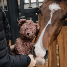 Giocattolo Orso Morbido