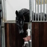 Giocattolo Alpaca Morbido