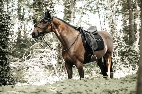 Sottosella con Perle da Dressage - immagine 3