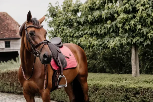 Sottosella Color Edition da Dressage - immagine 9