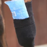 Fascia con presa Tendinea - immagine 4