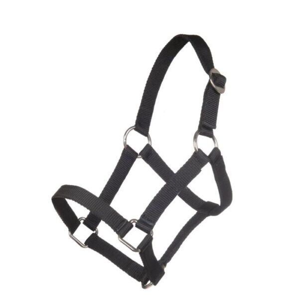 Collare per la testa per Mini-shetty - immagine 2