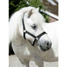 Collare per la testa per Mini-shetty