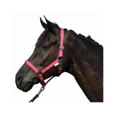 Collare -Stars Economy-